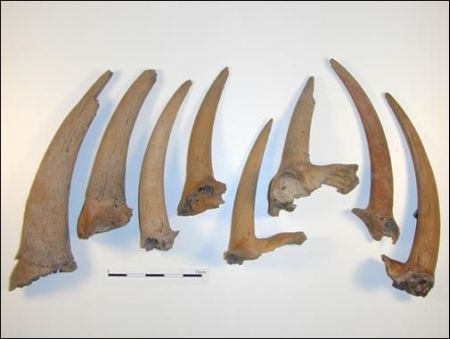 A photograph showing 8 horns of various sizes in a row