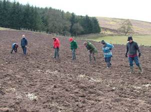 Seven people walking in a ploughed field looking for finds