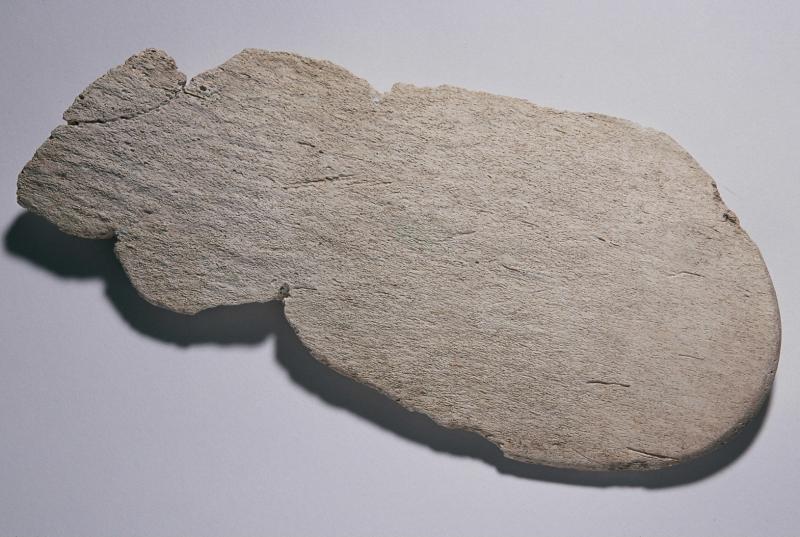 A photograph of a large paddle-shaped piece of whalebone curved at one end with some notches along the edges
