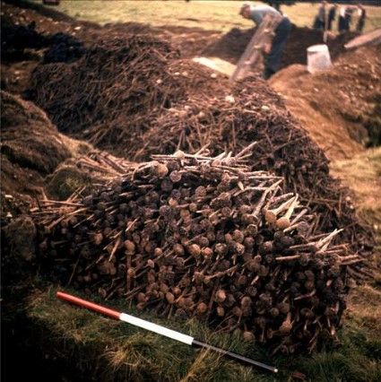Colour image of a large pile of iron nails, all stacked head up, facing the camera. The nails look eroded and the pile contains upwards of 100 nails. 