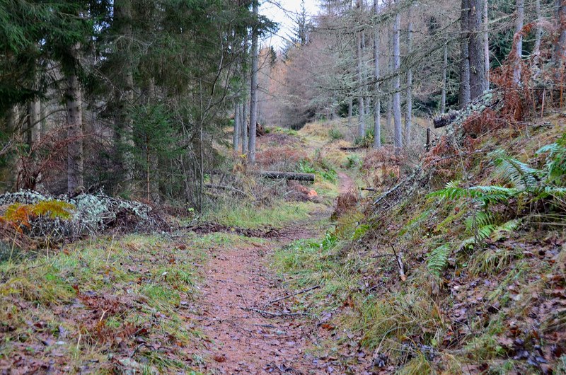 Image of a dirt path through a dense forest during the winter months. The trees are almost bare, but the ground is covered in leaves and wet heather. 