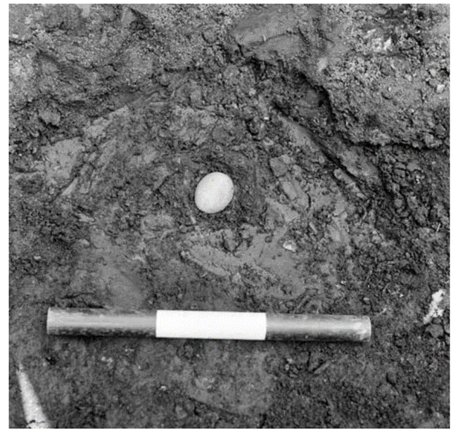 Black and white excavation image of an egg in the ground. It appears intact, but aged and dirty. 