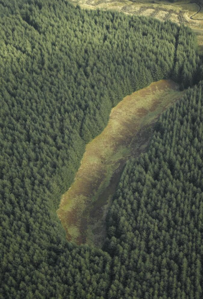 Aerial photograph of a pine forest, with a clear, tree-less streak in the center.