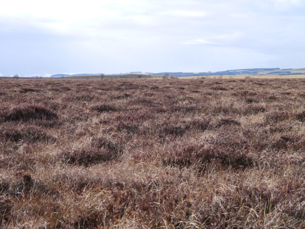 Photograph of  a field of brown moss