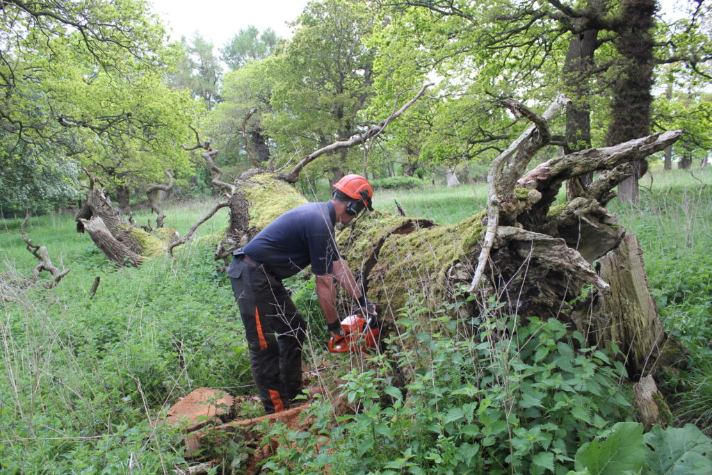 A man with a hard hat and ear protectors is using a chainsaw to cut a large tree which has fallen over in a heavily overgrown area, with tall green weeds and trees all around him. 