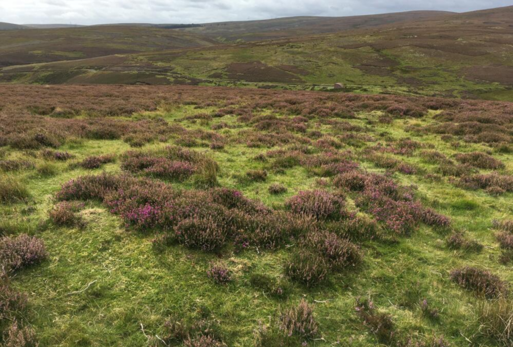 photograph of a green landscape covered in heather