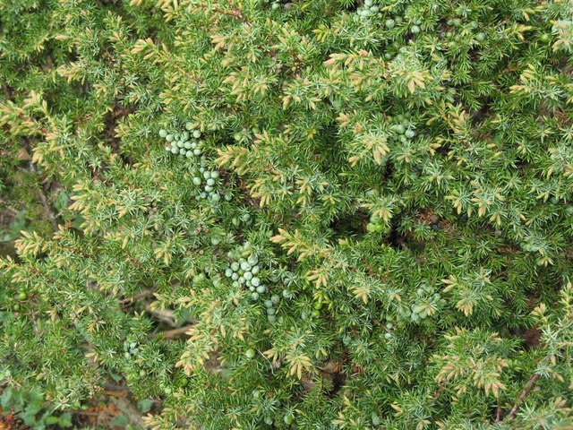 Close-up photograph of clusters of berries growing on a juniper bush.
