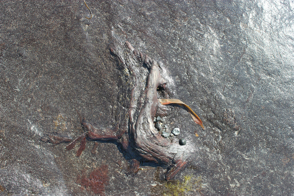 Close up picture of a piece of fossilised wood submerged into the ground. It is red and protrudes from the grey ground making a twisted oblong shape. 