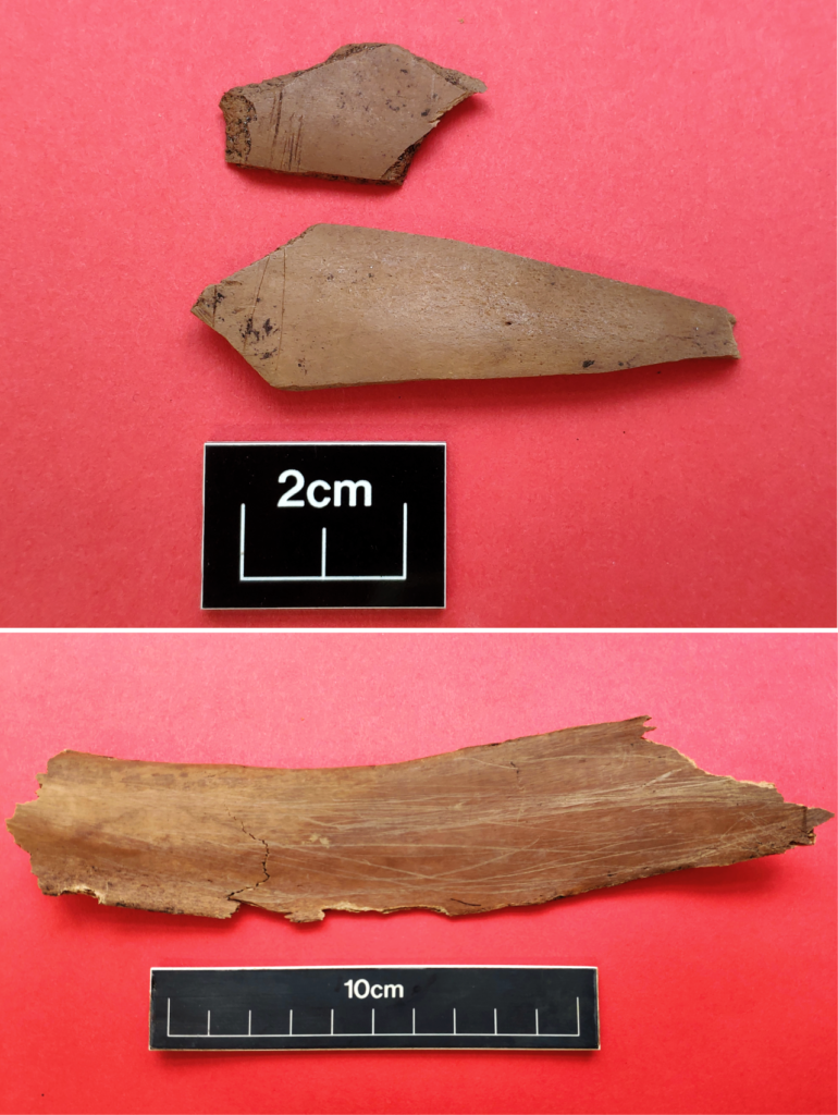 Composite image showing two close up images of pink coloured bon fragments against a red background. The top image shows two irregular angular pieces of bones and the bottom image shows a long curved rectangular shard of bone with clear scrapes along it. 