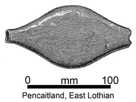 Drawing of the monster bead, in grey with scale