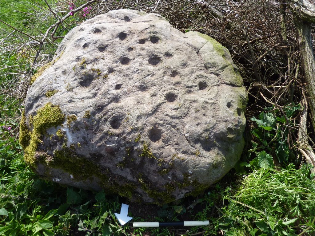 A closeup of this rounded stone with clear cupmarks and circle carvings across it. 
