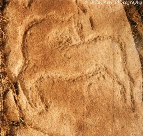 An orange-red stone with a clear carving of a deer.