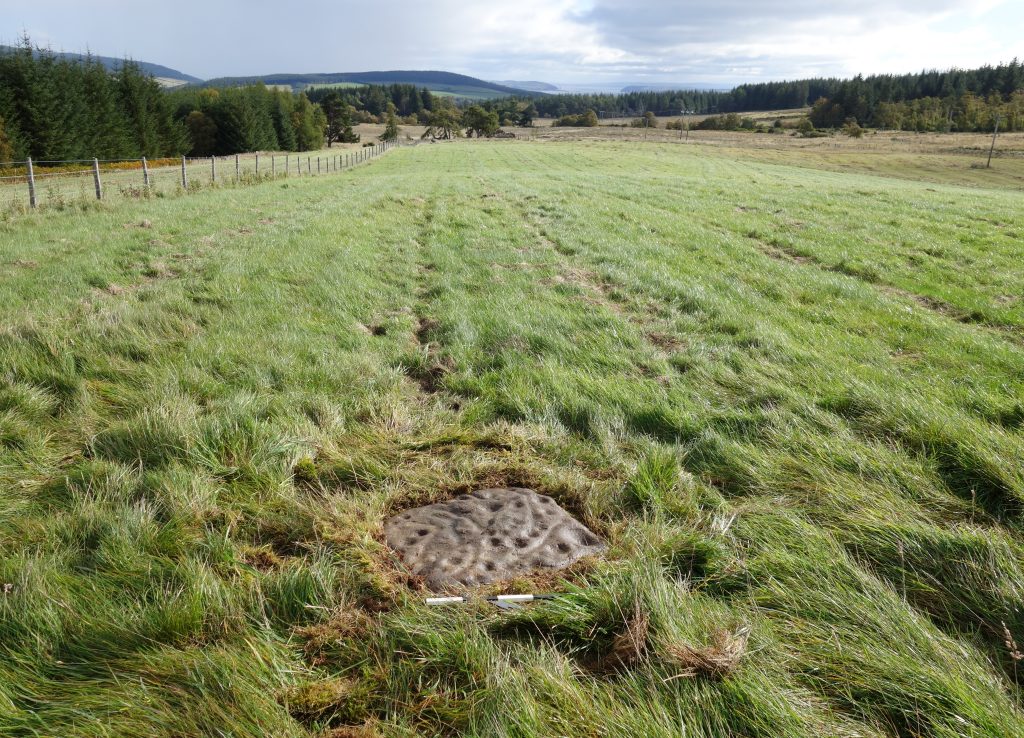 A small exposed stone in the ground of a large grassy field, with a scalebar. The stone has clear cupmarks across it. 