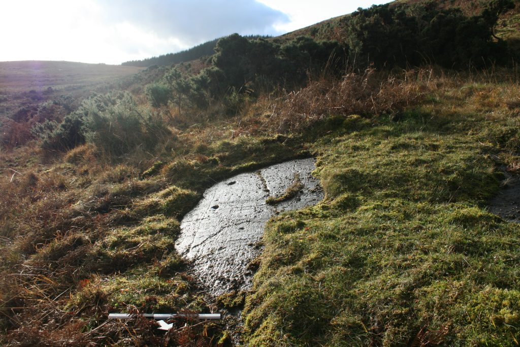 An exposed area of rock with clear cupmarks on it partially covered by grass and moss on a hillside surrounded by vegetation. 