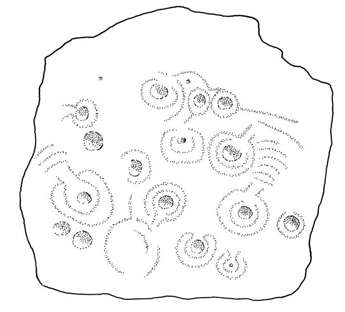 A line drawing of the face of an irregular shaped stone with circular and curved line carvings. 
