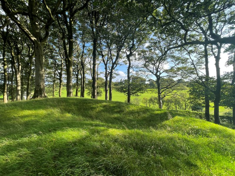 Deils Wood 4 (1)