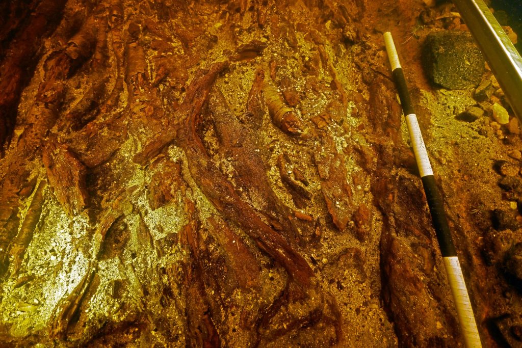 Underwater image of long twisted pieces of wood, like intwined tree branches growing in and out of the seabed. A 1 meter scale bar is shown to the right of the image to show scale.