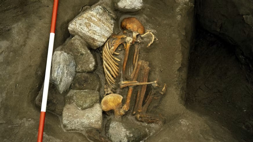 Aerial view of a crouched skeleton in an excavated trench. The bones are brown-yellow with bent knees towards the ribcage and a crouched head. Large stones are placed around the back of the skeleton and a metre stick is used to show scale. 