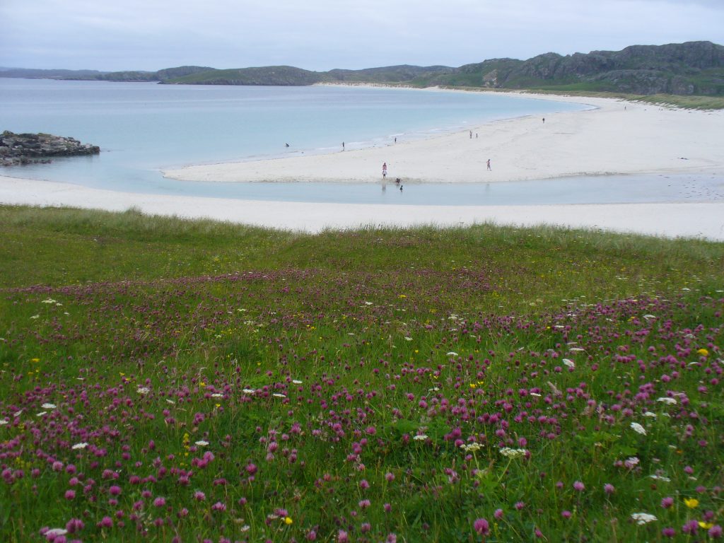 A flat spanse of grassy land with pink flowers growing across the plain. A white sandy beach can be seen in the background. 