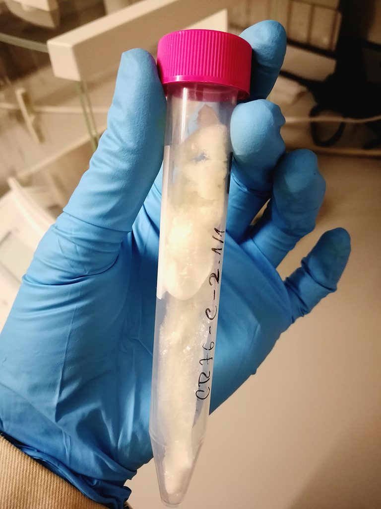 A hand in a blue latex glove holding a plastic testtube with a pink lid. There is a white, flossy substance in the testtube and it is labelled with black pen. 