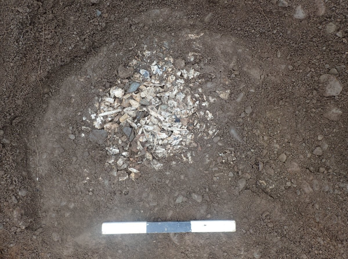 Image of white fragments of bone and stones in an exposed area of brown soil. 