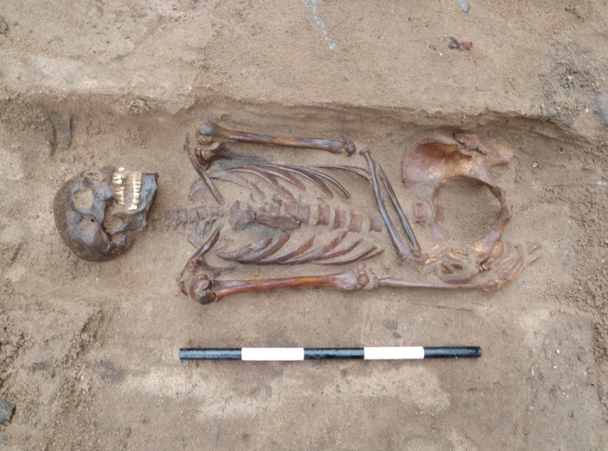 A human skeleton from the head to the hip is exposed in a shallow trench, with a 50cm measuring pole showing the 
